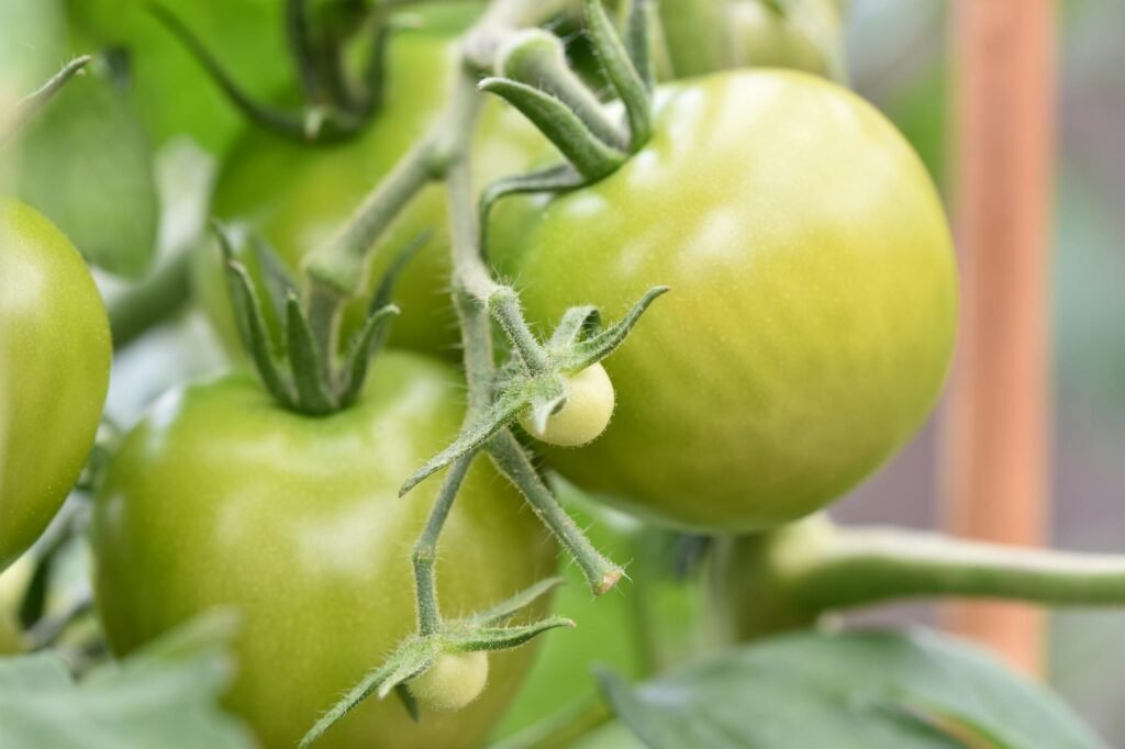 10 Easiest Vegetables to Grow in Your First Garden