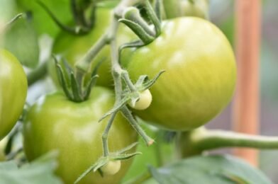 10 Easiest Vegetables to Grow in Your First Garden
