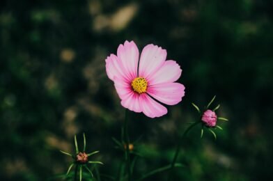 Best Flowers to Grow for a Colorful Garden All Year