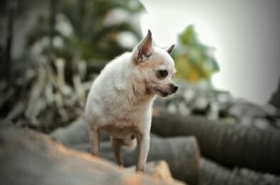 Companion Planting: Natural Pest Control That Works