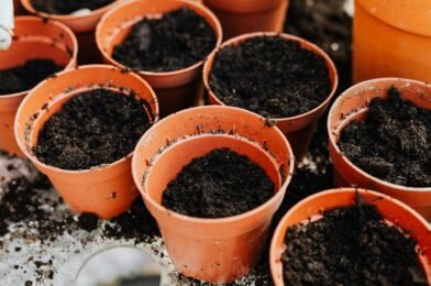 Container Gardening for Beginners: Grow Anything on Your Patio