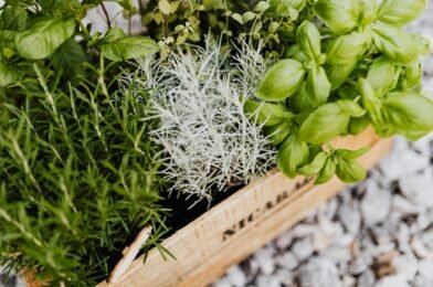 Growing Basil Like a Pro: Simple Tips for Huge Harvests