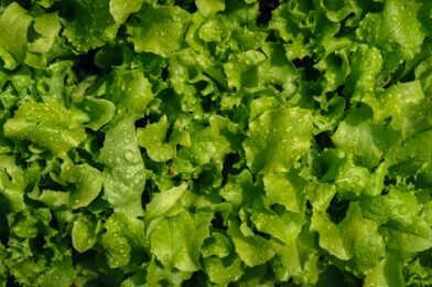 Growing Lettuce at Home: Fresh Salads All Season Long