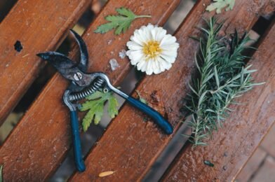 Growing Rosemary: From Cutting to Full Bush