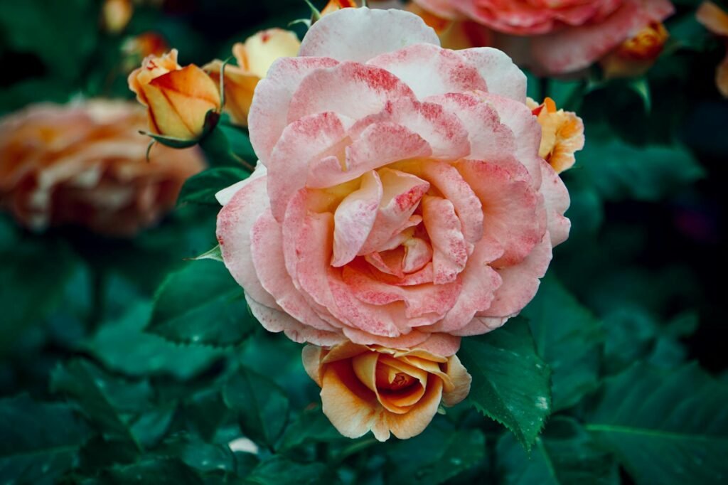 Growing Roses for Beginners: Simple Secrets for Big Blooms