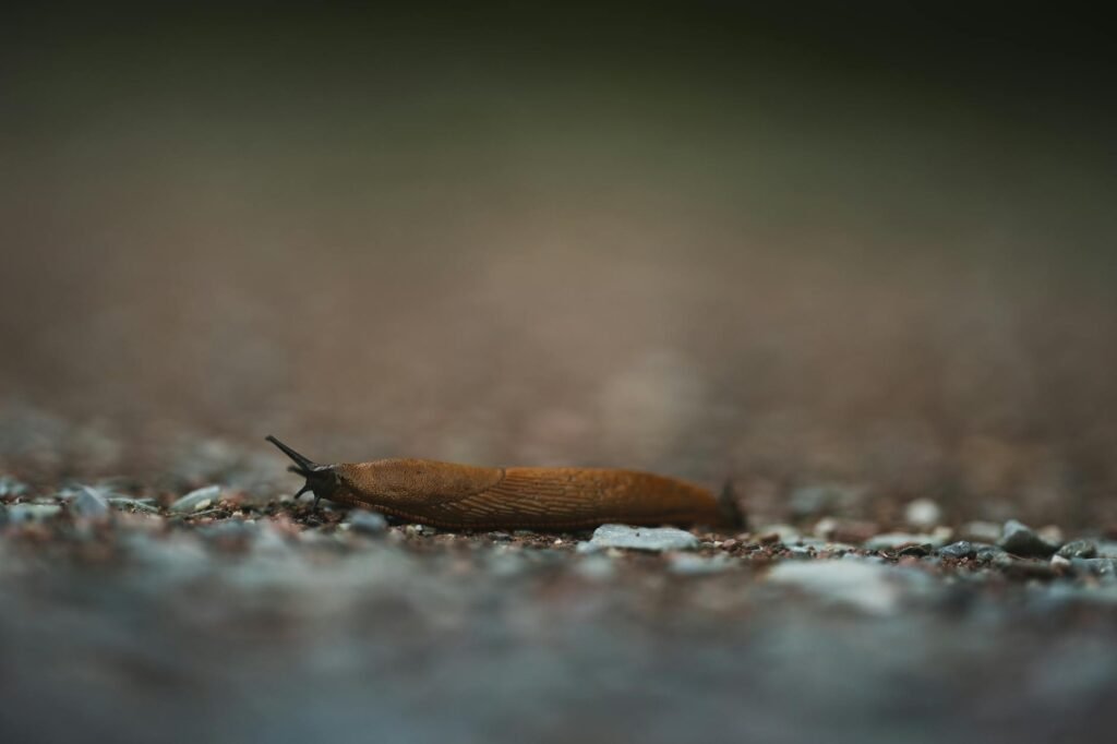 How to Deal With Slugs in Your Garden Naturally