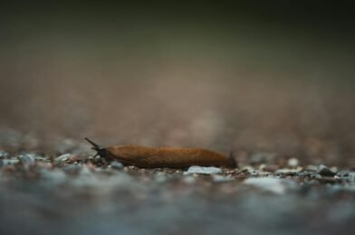 How to Deal With Slugs in Your Garden Naturally