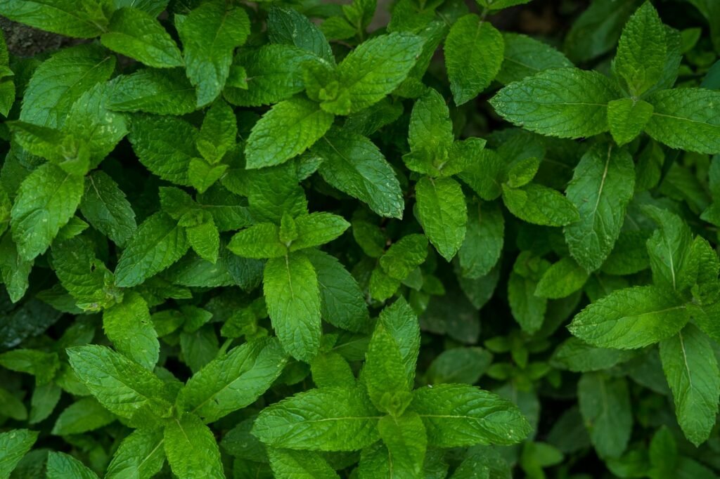 How to Grow Mint Without It Taking Over Your Garden