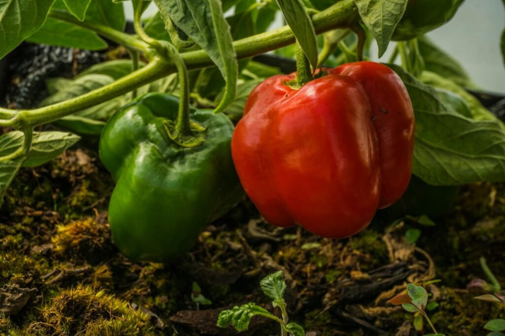 How to Grow Peppers: From Seedling to Spicy Harvest