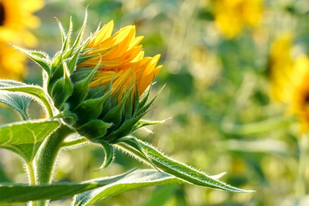 How to Grow Sunflowers From Seed to Bloom