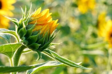 How to Grow Sunflowers From Seed to Bloom