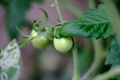 How to Grow Tomatoes From Seed to Harvest