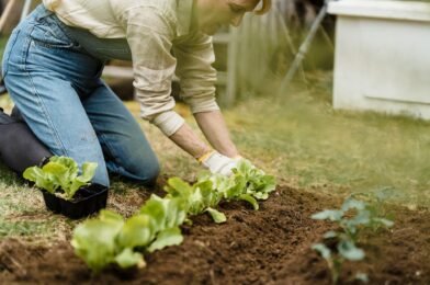 How to Start a Vegetable Garden for Beginners: The Complete Guide