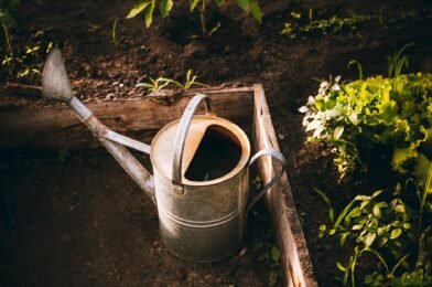 How to Water Your Garden Properly Without Wasting Water