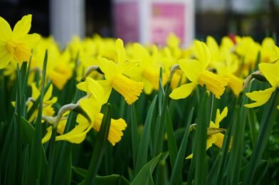 Spring Gardening Checklist: What to Do Every March and April
