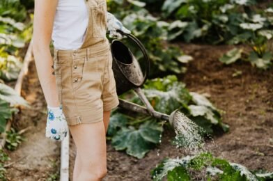 Summer Garden Care: Keeping Plants Alive in the Heat