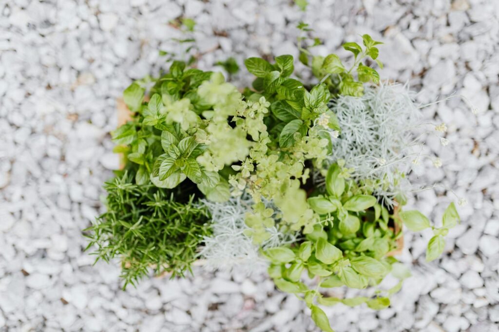 Top 10 Herbs Every Beginner Gardener Should Grow