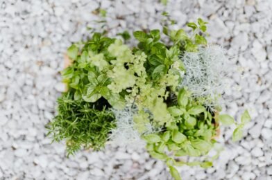 Top 10 Herbs Every Beginner Gardener Should Grow