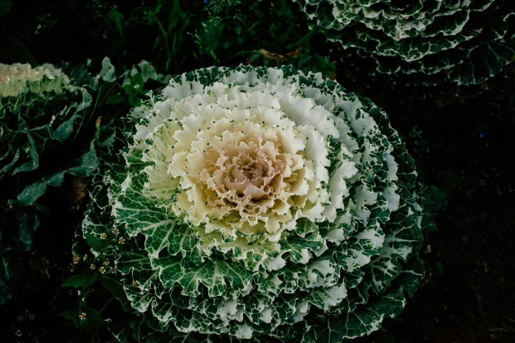 Understanding Your Garden’s Sunlight: A Beginner’s Guide