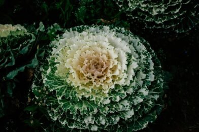 Understanding Your Garden’s Sunlight: A Beginner’s Guide